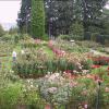 Washington Park Rose Gardens. wedding location. Oregon wedding minister