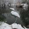 wedding pond in winter with snow