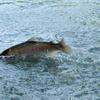 trout jumping