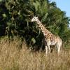 Giraffe at Safari