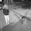 child walking boxer puppy