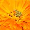 green caterpillar worm in orange flower